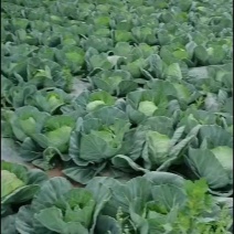 甘蓝