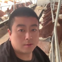 西门塔尔，四代，育肥质量小公牛。