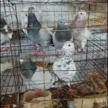 大量银王，落地王，规格在九两至一斤一两