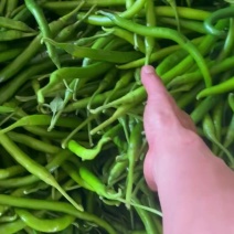 广东鲜辣椒8号线椒