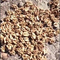 新疆阿克苏纸皮核桃。新2和185