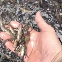 黄腊丁大量出售各种鱼苗批发零售欢迎老板订购。