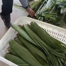 湖南野生芦苇叶