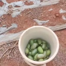 台湾香水柠檬