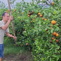 我想卖广西沃柑
