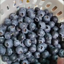 云南蓝莓