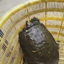 江苏野生甲鱼地笼抓得