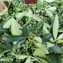 青花椒