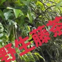野生藤茶