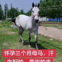 75血母马