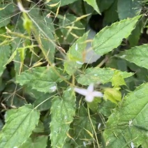 淫羊藿，高山林下，柔毛淫羊藿种子，有需要的和我联系，正在采收