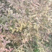 黄刺玫球黄刺玫色块工程苗现场起货货源充足现场打号起货