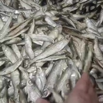 水煮白条