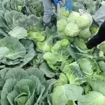 甘蓝，新标75