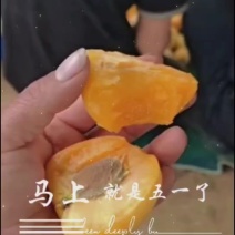 凯特杏大量上市
