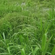 我想卖六百亩没有成熟的麦子给人家做青储