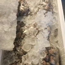 丹东特产大黄蚬子白蚬子团购市场直播一件发