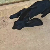 昆明萨云种羊场