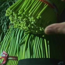 河南红帽蒜台