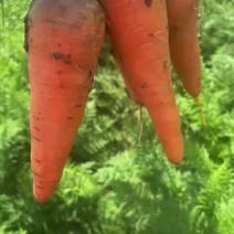 胡萝卜
