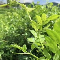 湖南湘西莓茶