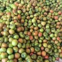 大草莓柿子