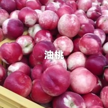 油桃新鲜上市，对接市场档口，电商商超，量大从优