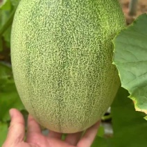 15以上糖度广西北海哈密瓜，青皮黄皮，代办代发