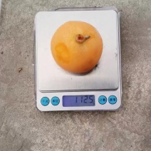 石棉县，石棉县大五星枇杷，套袋果。
