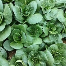 矮脚菜