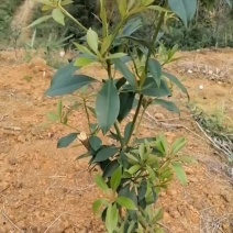 大红八角嫁接苗