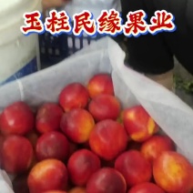 大棚中油四号