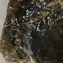 四川黄鳝泥鳅