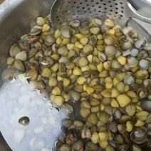 河蚬