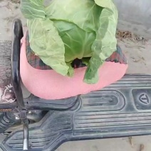 甘蓝