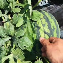锦王西瓜小黄旗，盖州廉家大红瓤