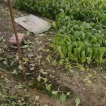小白菜🥬漂儿白
