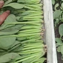 菠菜香菜