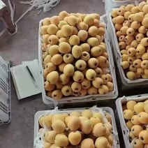 万州五星大枇杷大量上市