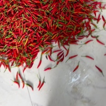 椒中玉