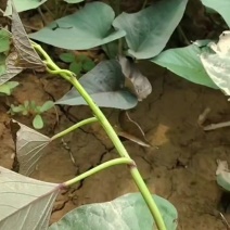试管脱毒西瓜红