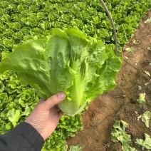 精品意大利生菜