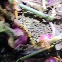 水果洋葱6一10