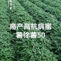 徐50红薯苗