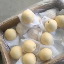 河北晋州皇冠梨，产地直发，产品三包