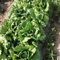 露地球生菜现货