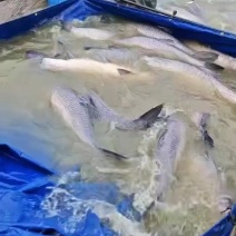 巨青，各种规格青鱼