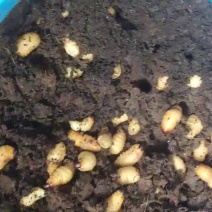 昆虫-竹笋虫商品虫，活虫，冻虫