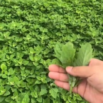 灰灰菜