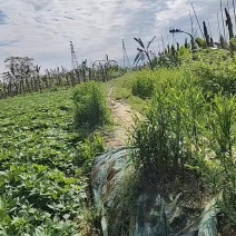 红薯叶